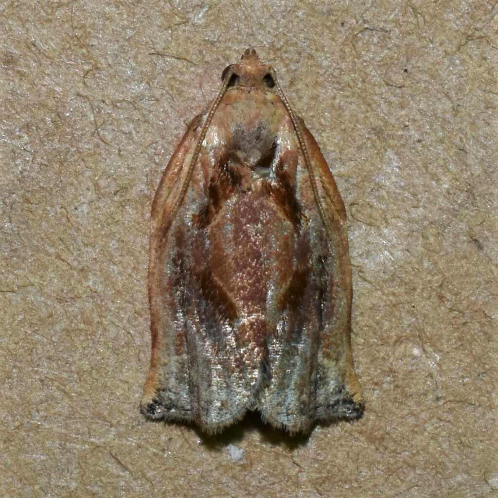Archips magnoliana