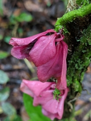 Drymonia coccinea