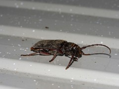 Taurotagus impressus