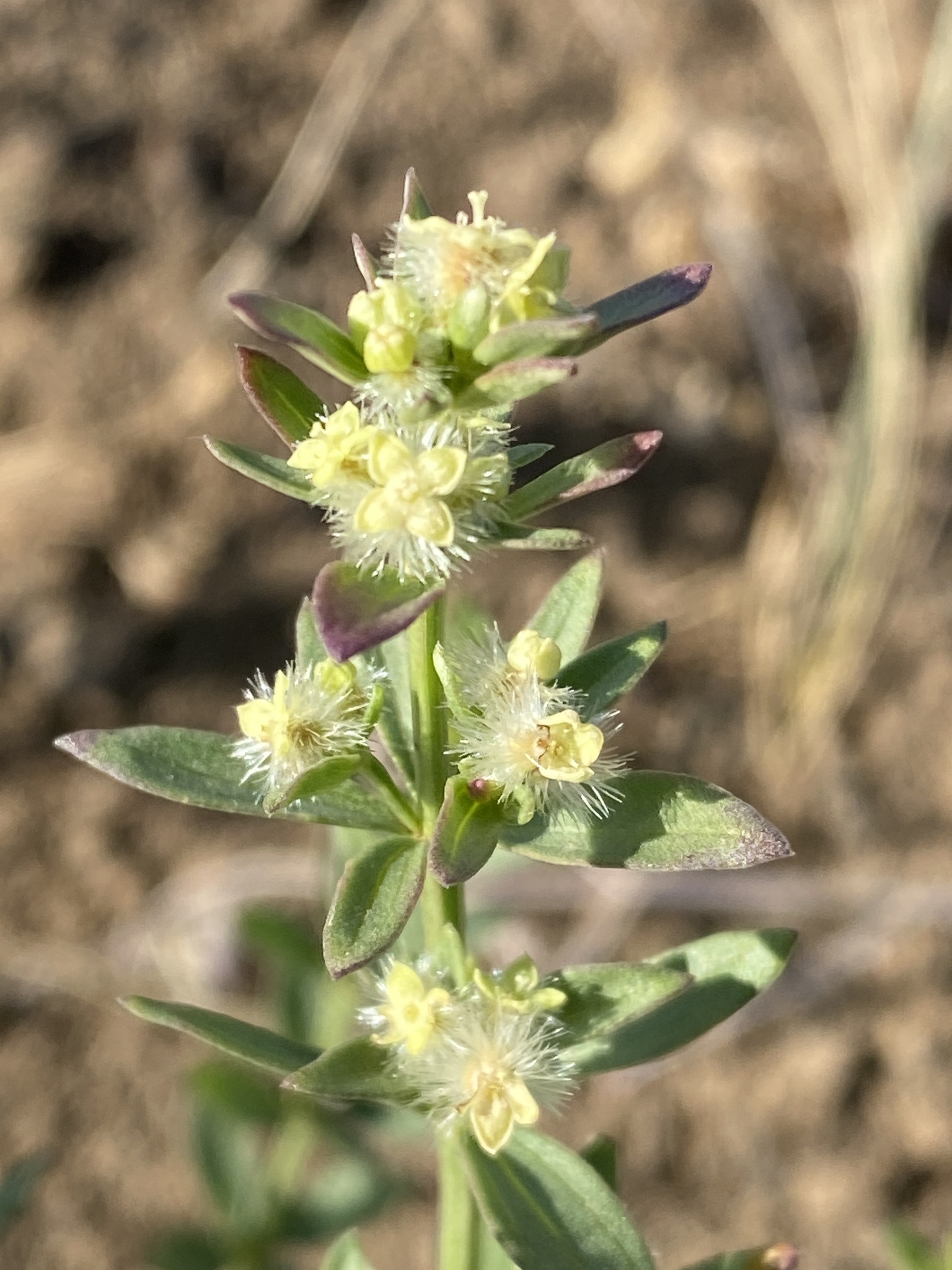 Galium serpenticum