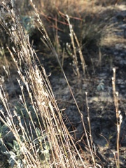 Schizachyrium stoloniferum