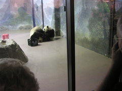 Ailuropoda melanoleuca