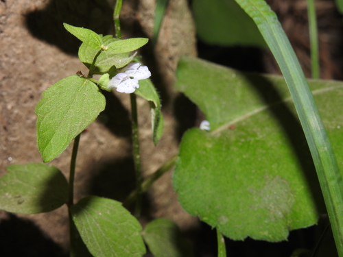 Image of Scutellaria nervosa by no rights reserved