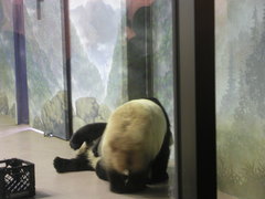 Ailuropoda melanoleuca