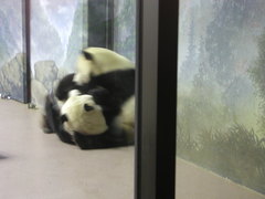 Ailuropoda melanoleuca