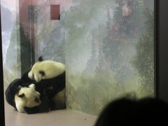 Ailuropoda melanoleuca