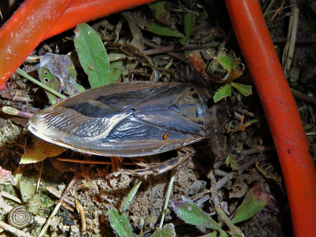 Uhler's Giant Water Bug from Powderhorn WMA, Calhoun Co., TX, US on May ...