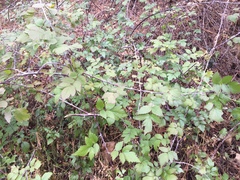 Tracheophyta