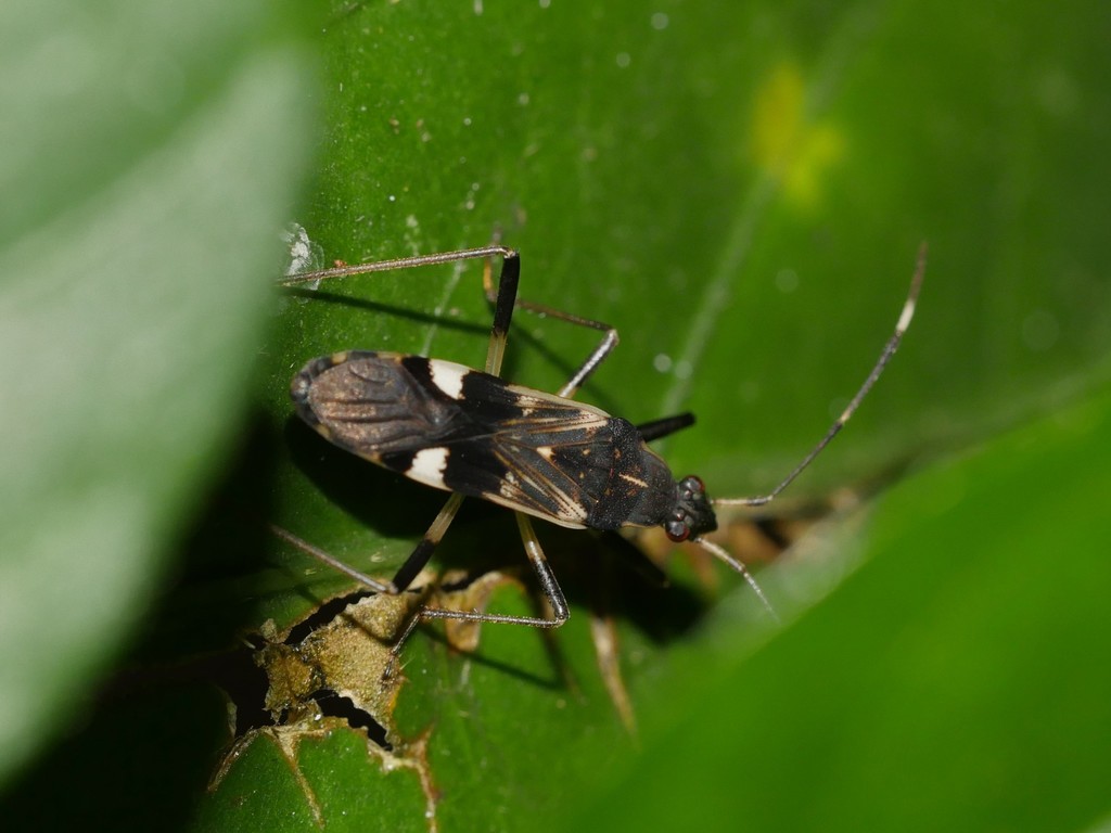 Dieuches microtropis
