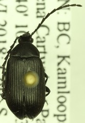 Pseudocistela pinguis