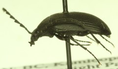 Pseudocistela pinguis