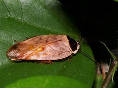 Gyna bisannulata