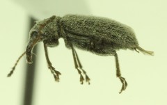 Cimberis compta
