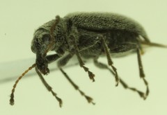 Cimberis compta