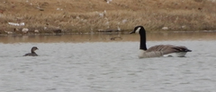 Podilymbus podiceps