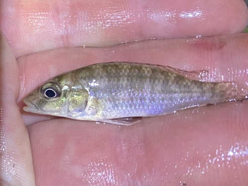 Zambezi Bream