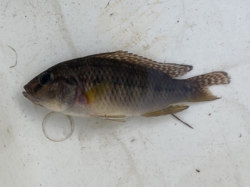 Southern Mouthbrooder