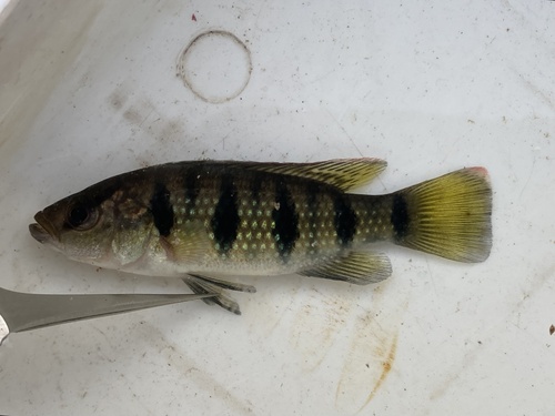 Banded Jewel Cichlid