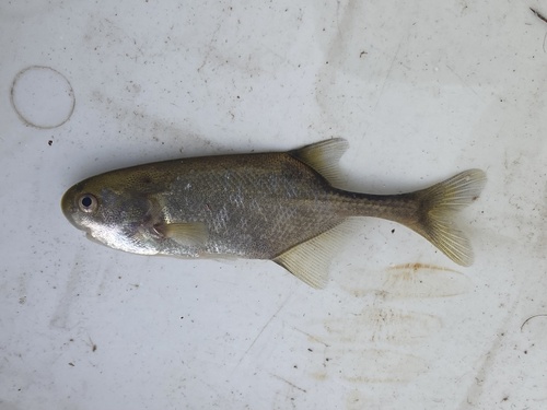 Okavango Churchill