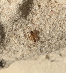 Camponotus conspicuus