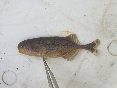 Zambezi Dwarf Stonebasher