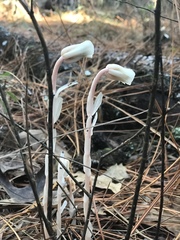 Monotropa uniflora image