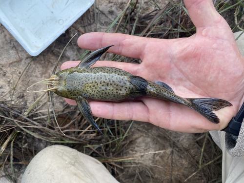 Bubblebarb squeaker (Synodontis woosnami) — Mochokidae — 3