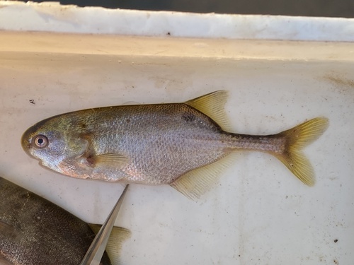 Okavango Churchill