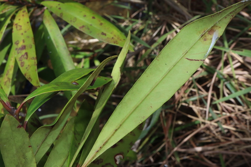 Image of Tristaniopsis exiliflora by (c) Thomas Mesaglio, some rights reserved (CC BY)