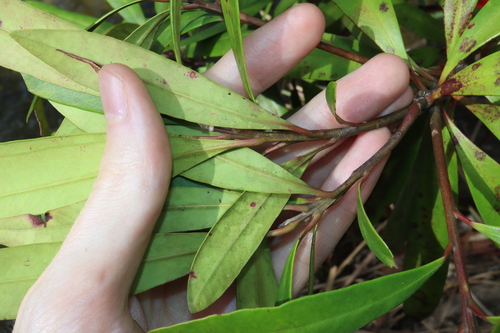 Image of Tristaniopsis exiliflora by (c) Thomas Mesaglio, some rights reserved (CC BY)