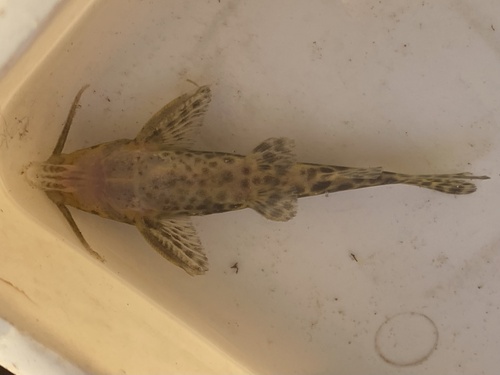 Largemouth squeaker (Synodontis macrostoma) — Mochokidae — 3