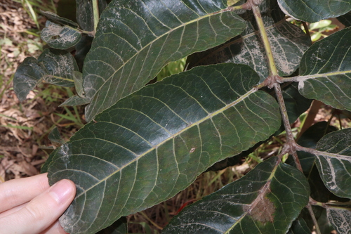 Image of Scrub Turpentine by (c) Thomas Mesaglio, some rights reserved (CC BY)
