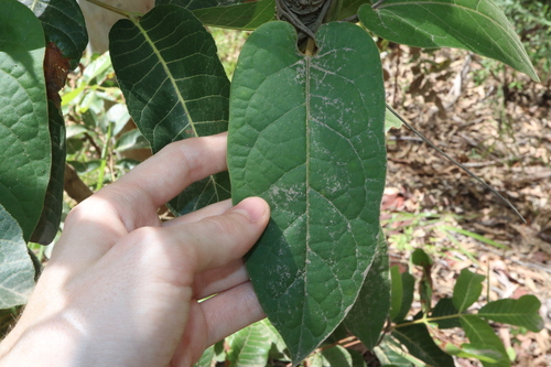 Image of Parsonsia velutina by (c) Thomas Mesaglio, some rights reserved (CC BY)