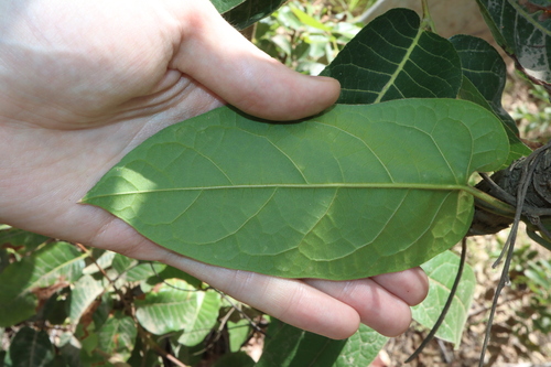 Image of Parsonsia velutina by (c) Thomas Mesaglio, some rights reserved (CC BY)
