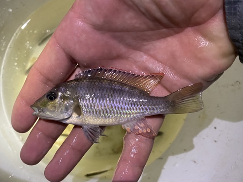 Zambezi bream (Pharyngochromis acuticeps) — Cichlidae — 2