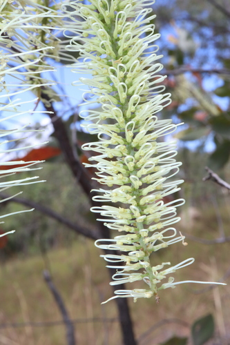 Image of Grevillea glauca by (c) Thomas Mesaglio, some rights reserved (CC BY)