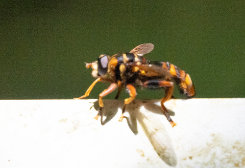 Milesia elegans