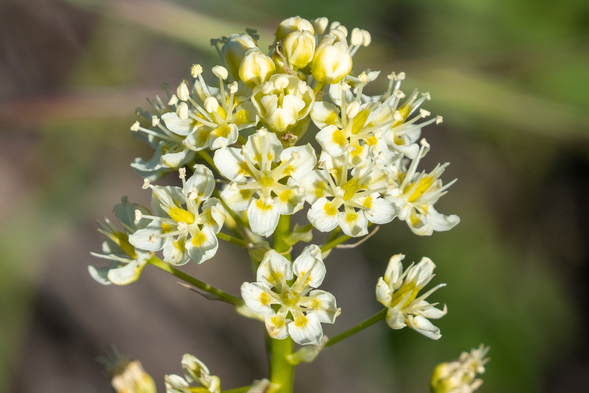 Toxicoscordion venenosum var. venenosum