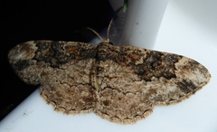 Parapholodes fuliginea