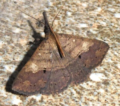 Oxaenanus brontesalis