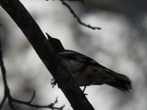 Aztec Thrush (Ridgwayia pinicola)