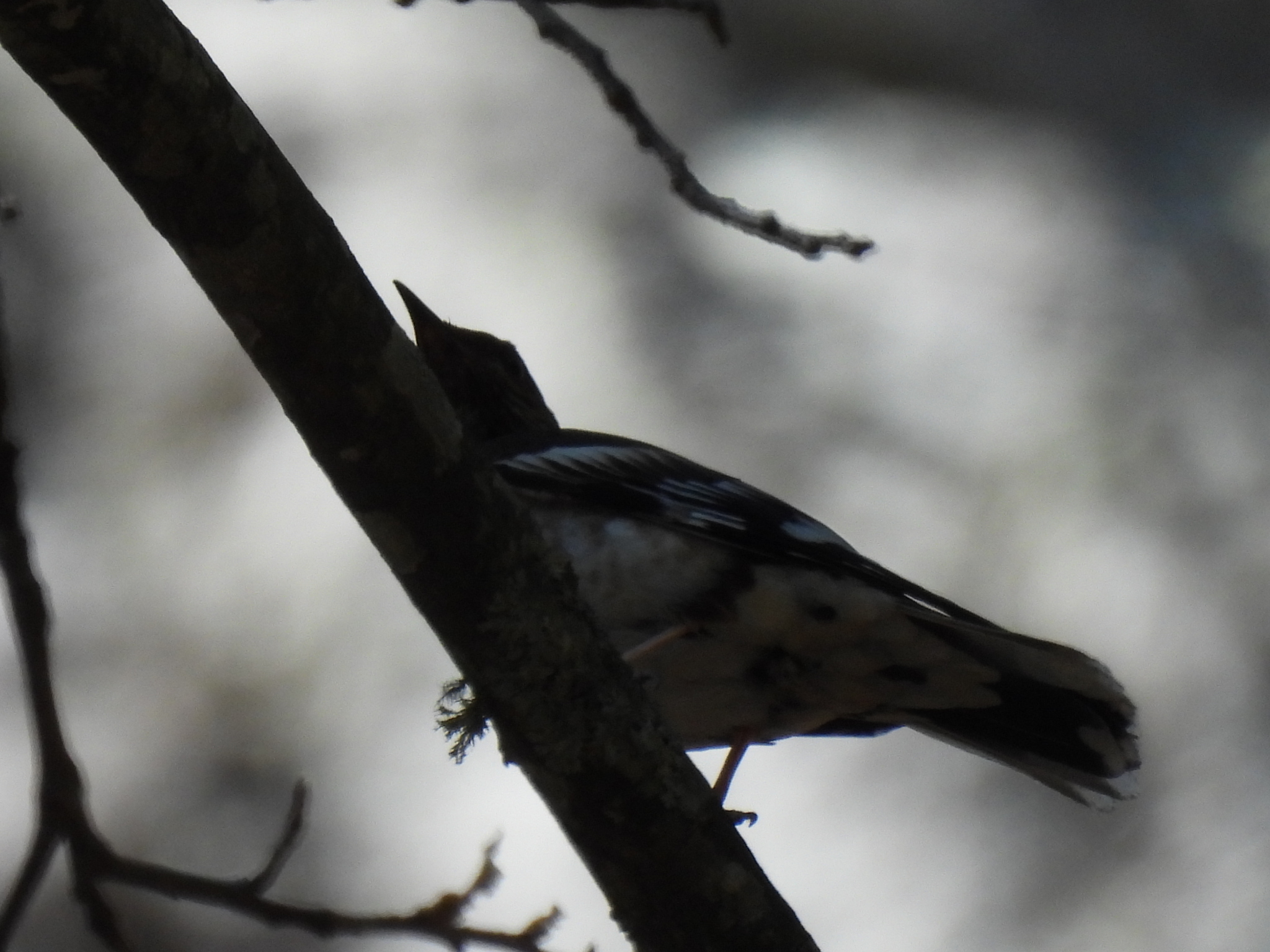 Aztec Thrush (Ridgwayia pinicola), photo 1