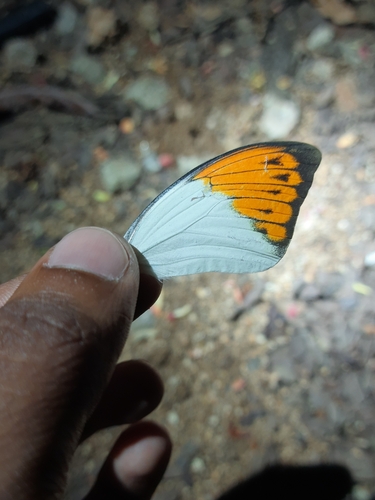 Photo of Great Orange Tip (Hebomoia glaucippe)