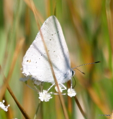 Satyrium sylvinus dryope