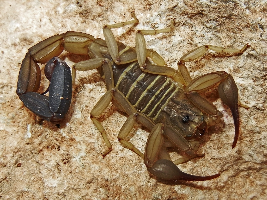 Heteroctenus abudi