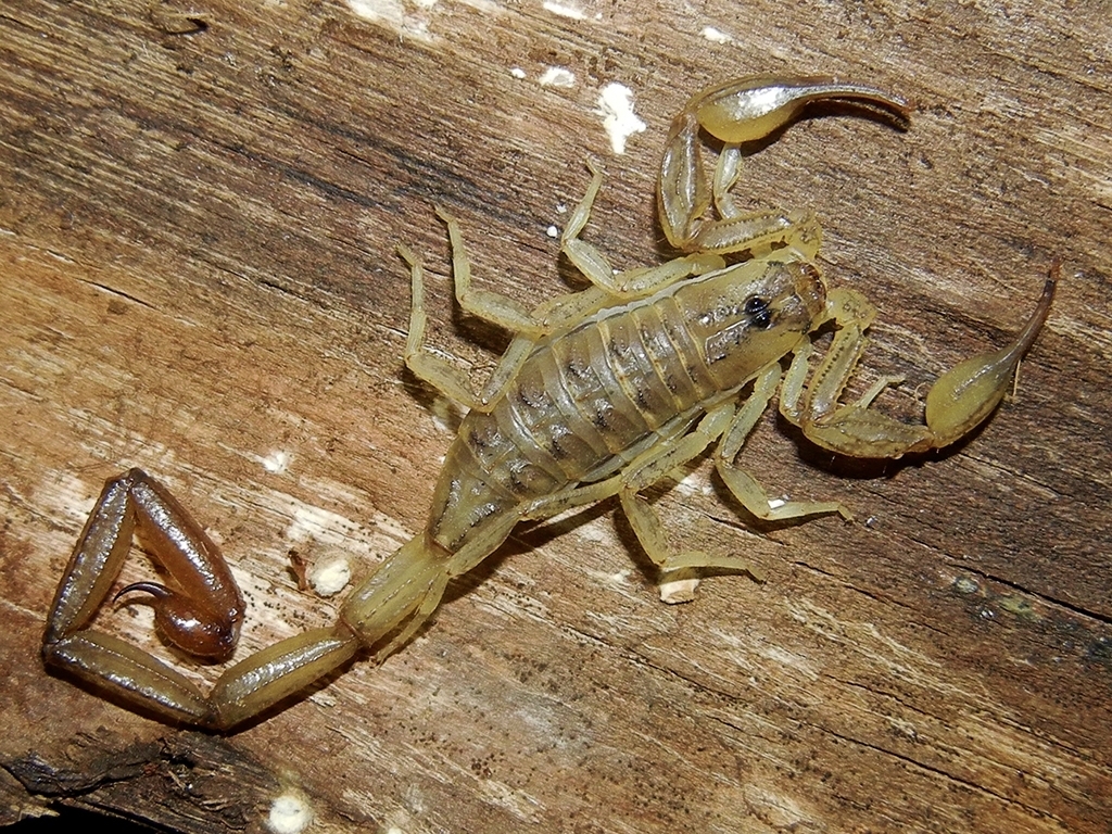 Centruroides lucidus