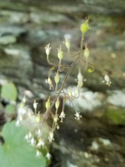 Heuchera parviflora