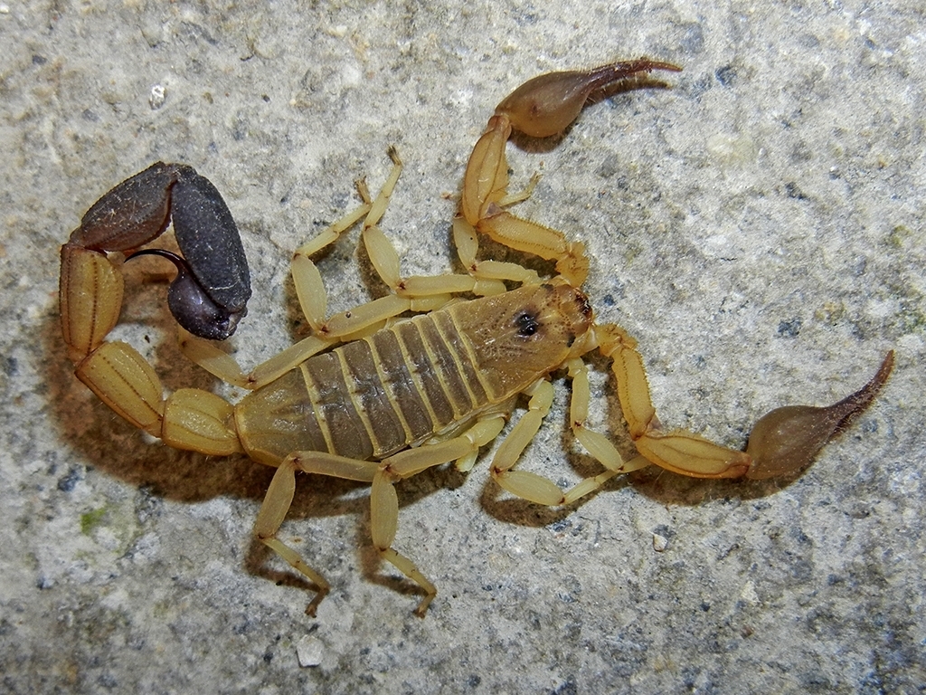 Heteroctenus princeps