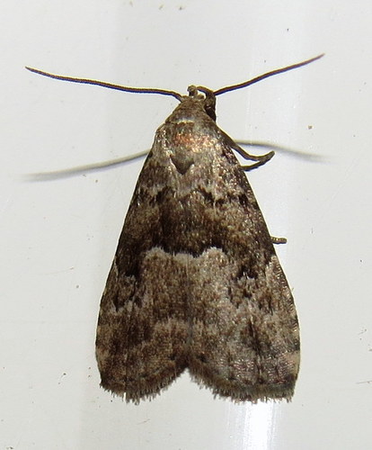 Hypenodes franclemonti Ferguson, 1954