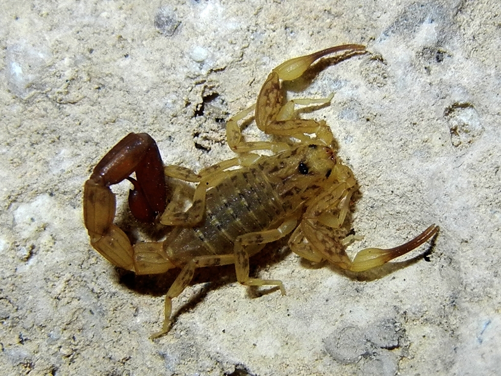 Microtityus barahona